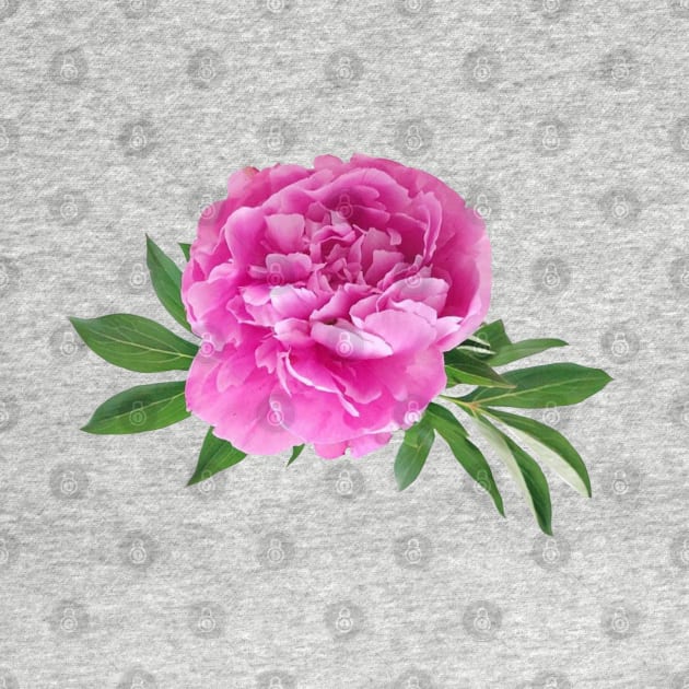 Peonies by Princifer